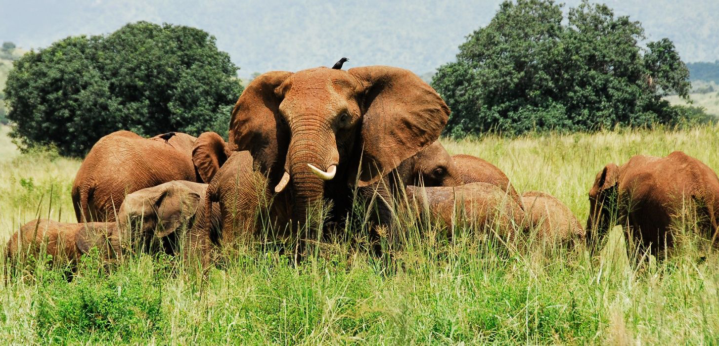 The ultimate Uganda Experience (19days, 18nights)